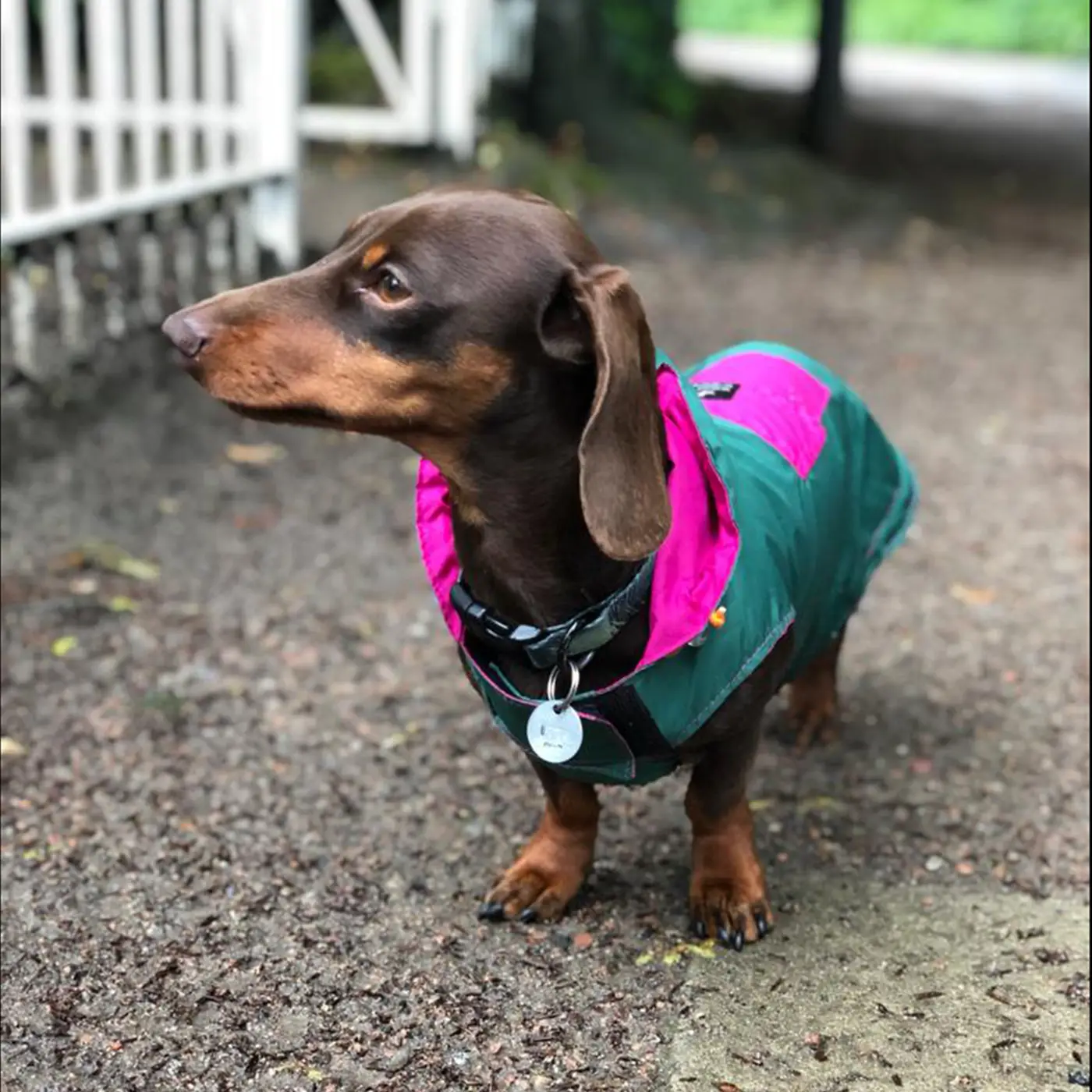 Vetements pour chiens protegez le de la pluie ou du soleil Muzon