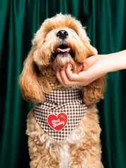 Badge thermocollant pour chien "Best buddy"-Patch et badges-Scoot's Honor-Muzon