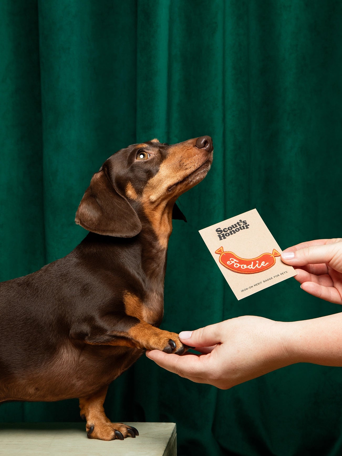 Badge thermocollant pour chien "Foodie"