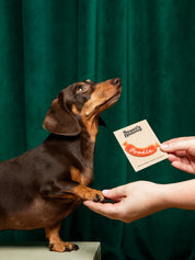Badge thermocollant pour chien "Foodie"