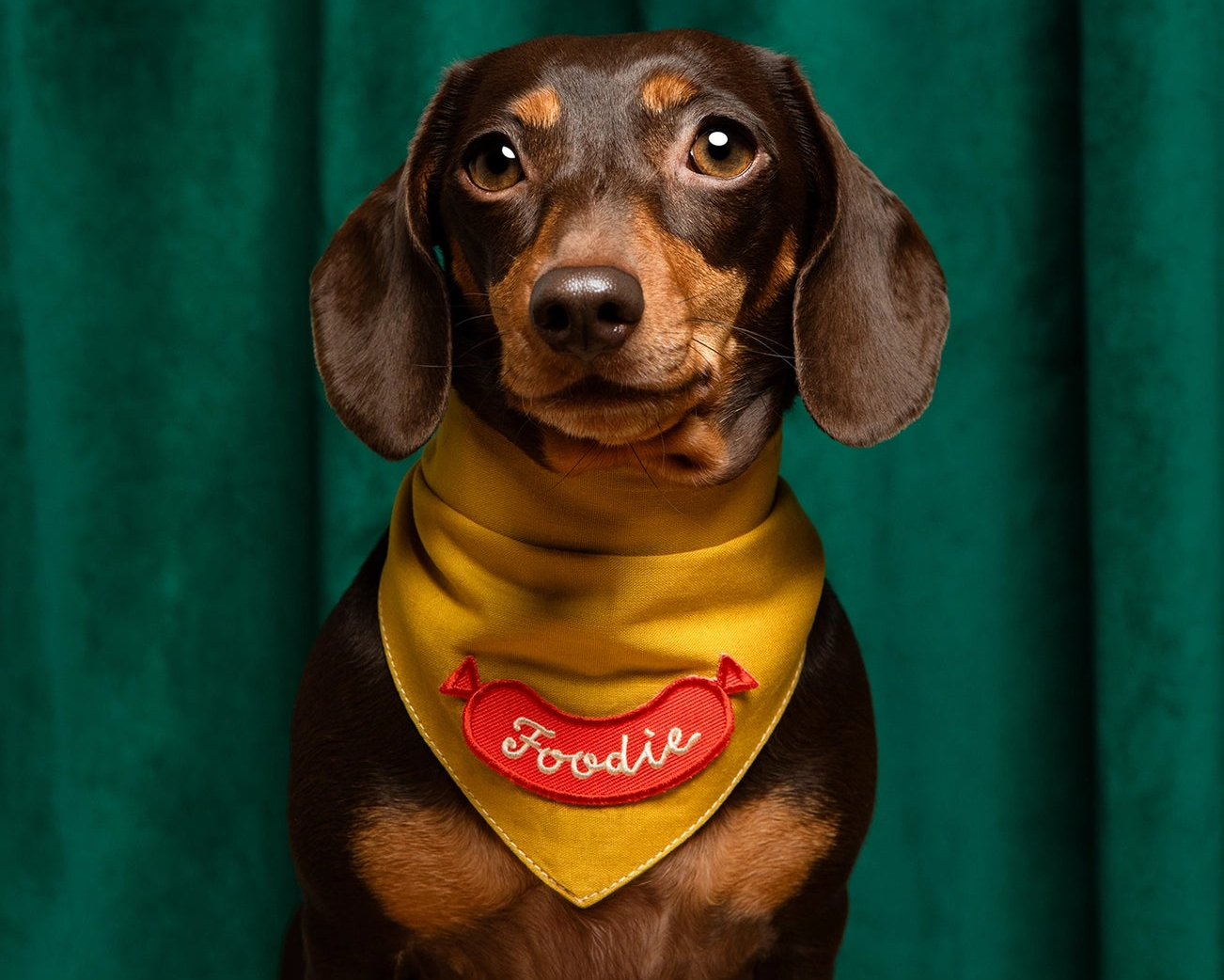 badgetermocollantchiensetchatsfoodie4.png