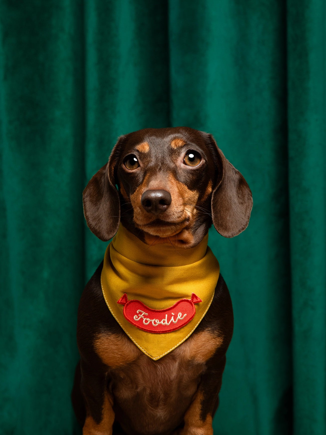 Badge thermocollant pour chien "Foodie"