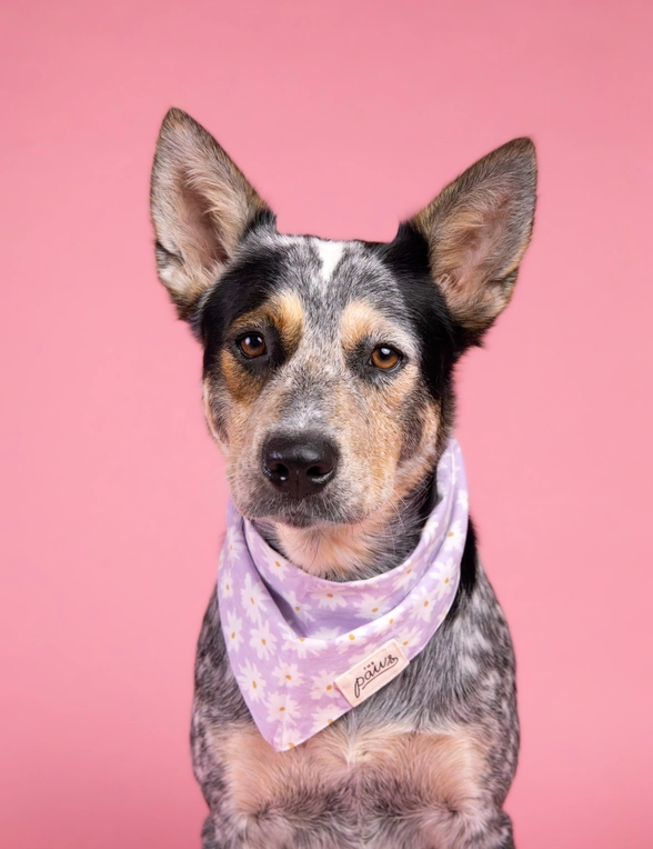 Bandana The Paws pour chien - Fleurs blanches sur fond Violet