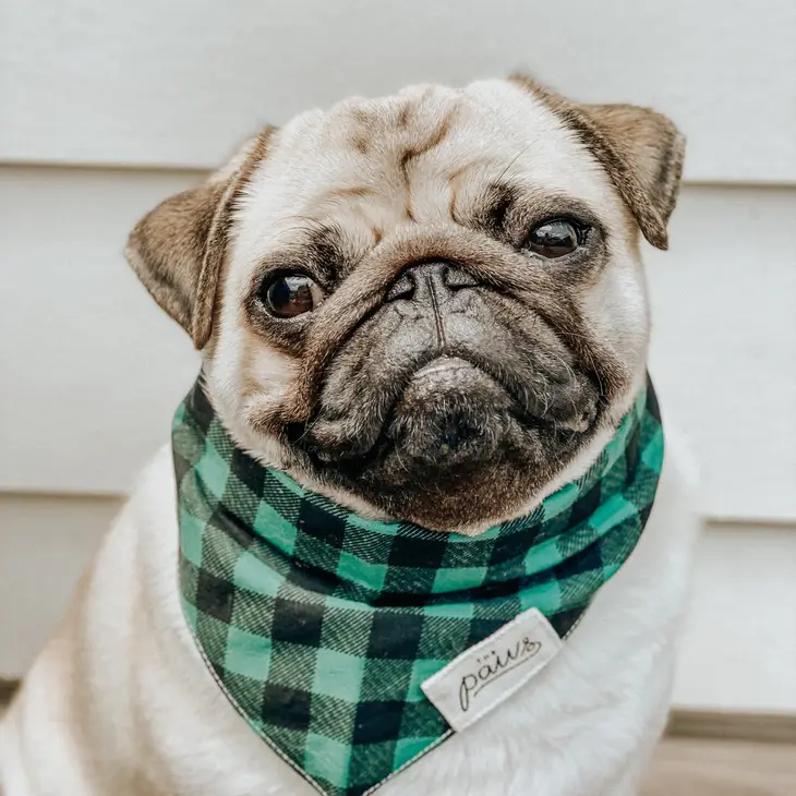 Bandana Collier pour chien - Carreaux Verts et Noirs