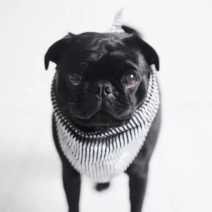 Bandana Collier pour chien - Rayures noires et blanches