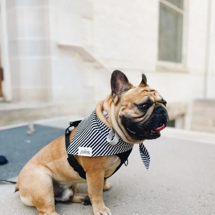 Bandana chien - Rayures noires et blanches