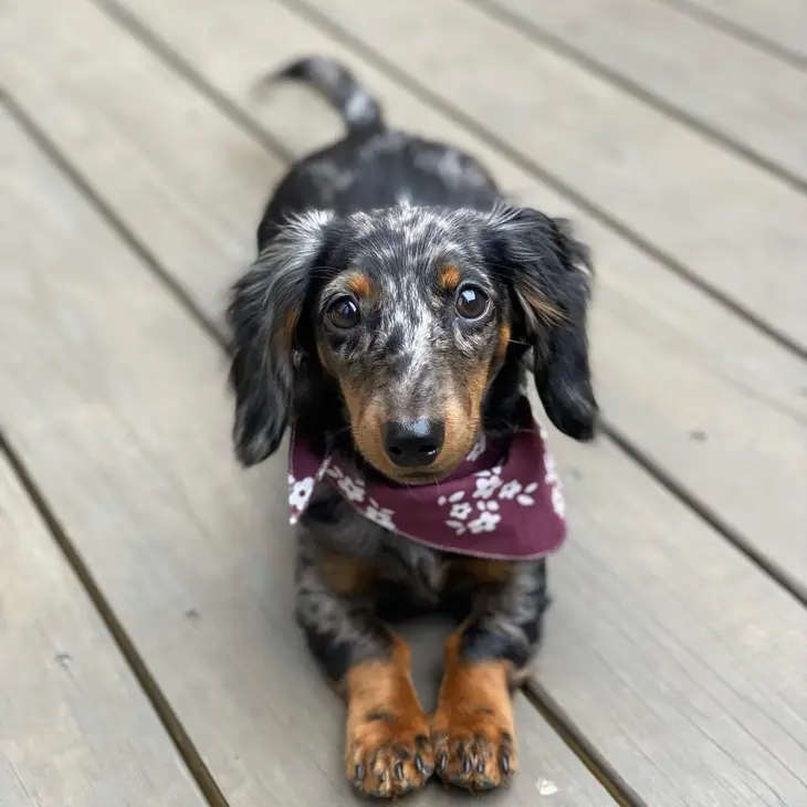 Bandana foulard pour chien - Couleur rouge vin avec fleurs blanches