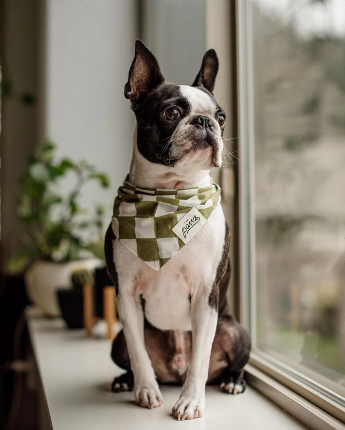 Collier Bandana pour chien - Carreaux Vert & Blanc cassé