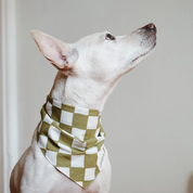 Bandana pour chien - Carreaux Vert & Blanc cassé - The Paws