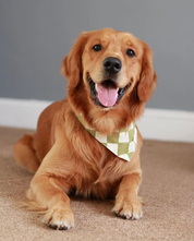 Bandana pour chien - Carreaux Vert & Blanc cassé - Muzon