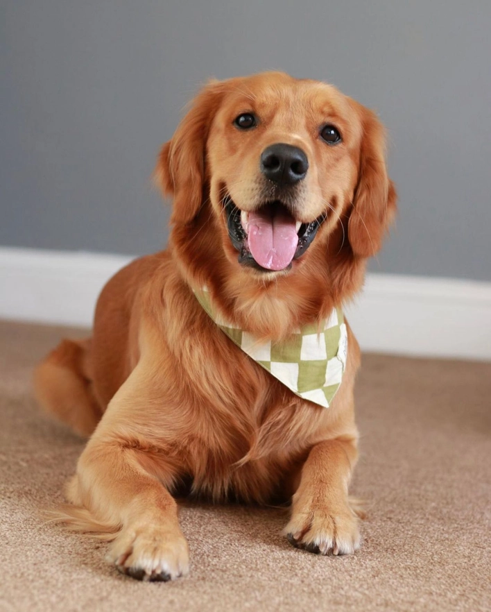 Bandana pour chien - Carreaux Vert & Blanc cassé - Muzon