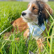 Collier Bandana pour chien - Carreaux bleu & coton blanc