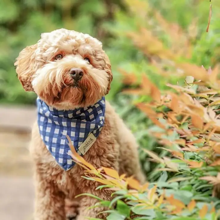 Bandana Collier chien - Carreaux Bleu et Blanc