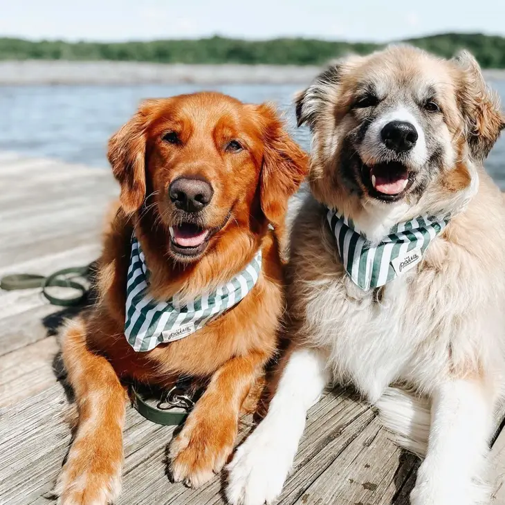 Collier Bandana pour chien - Rayures Vertes et Blanches