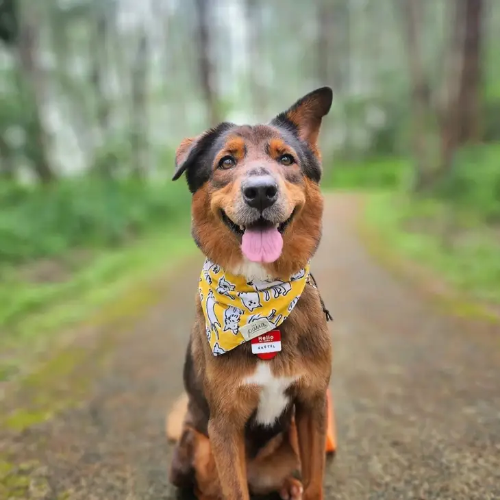 Bandana Collier pour chien - Motifs chiens sur fond jaune