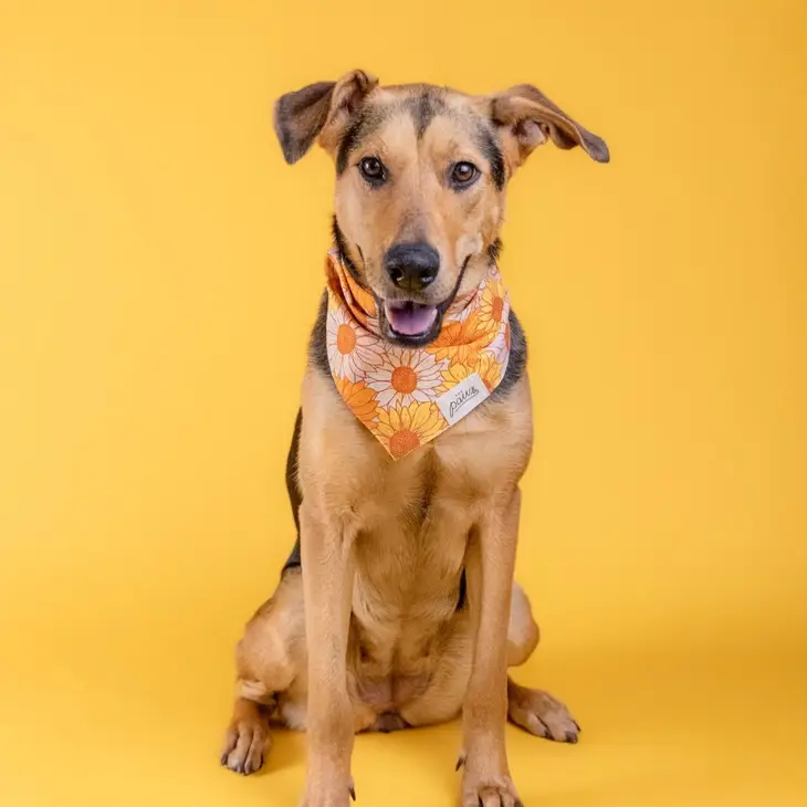 Collier Bandana pour chien - Motif Tournesol orange et jaune