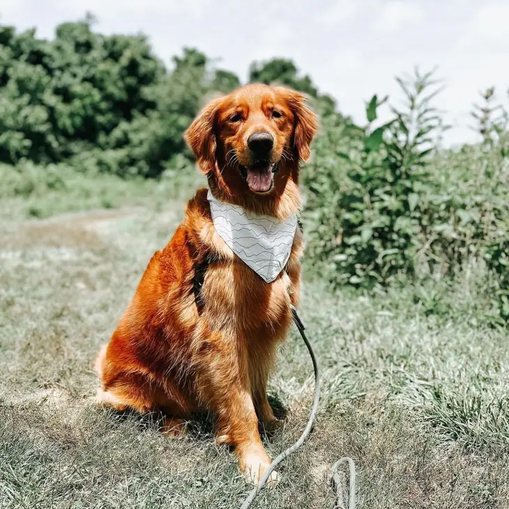 Bandana Collier pour chien - Montagnes au trait minimaliste