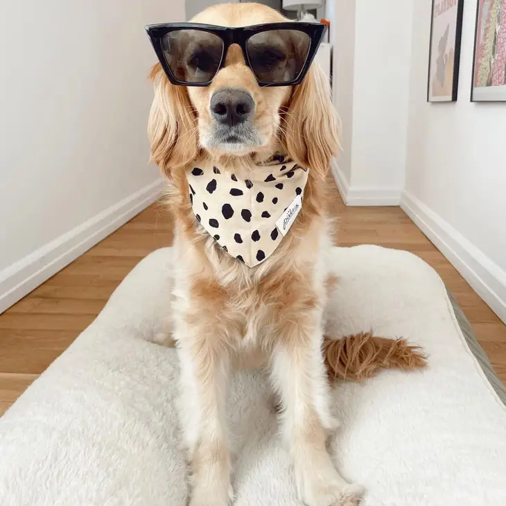 Collier Bandana pour chien - Tâcheté noir sur fond beige