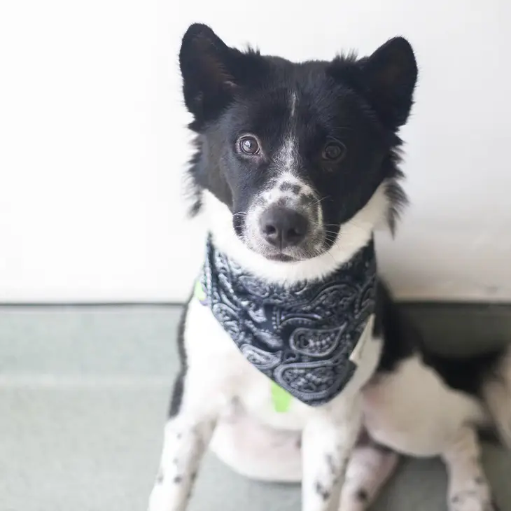 Bandana Collier pour chien - Motif Cachemire noir