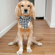 Bandana Collier pour chien - Motifs Pied de poule Noir et Blanc