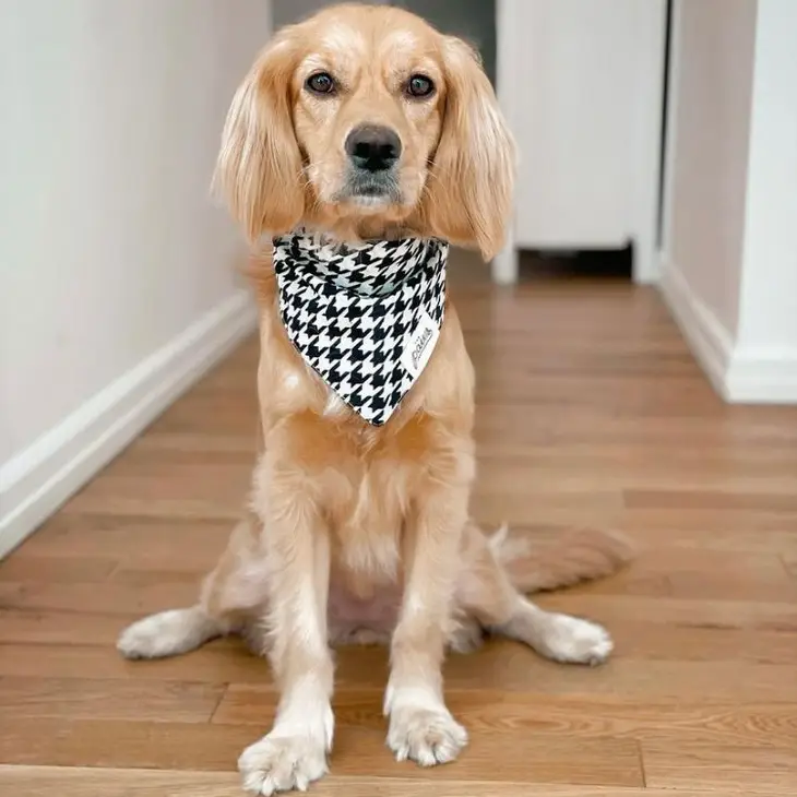 Bandana Collier pour chien - Motifs Pied de poule Noir et Blanc