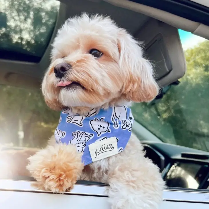 Bandana Collier bleu pour chien - Dessins de chiens à la main