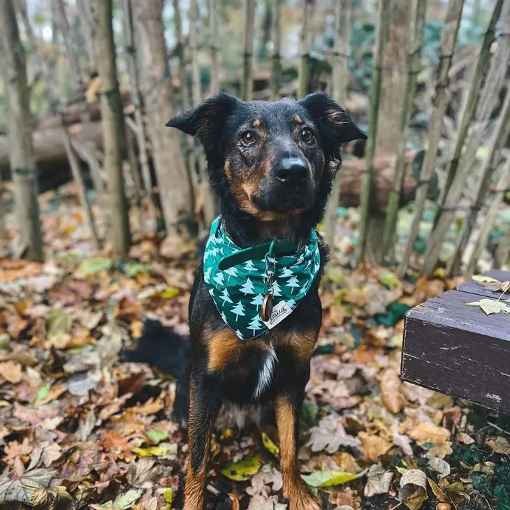 Bandana Collier pour chien - Motif Sapin sur fond vert