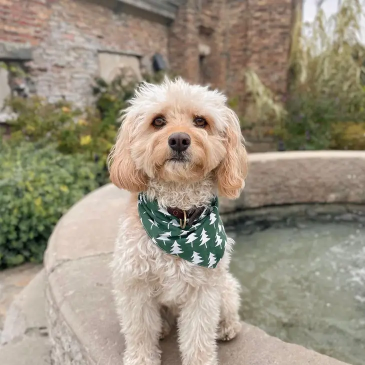 Bandana pour chien - Motif Sapin sur fond vert