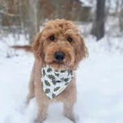 Collier Bandana pour chien - Feuilles d’arbres sur fond blanc