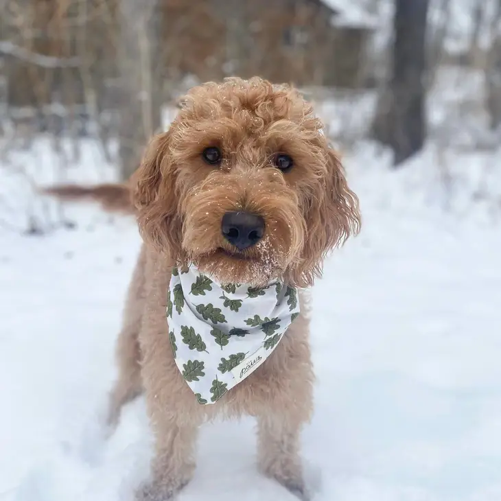 Collier Bandana pour chien - Feuilles d’arbres sur fond blanc