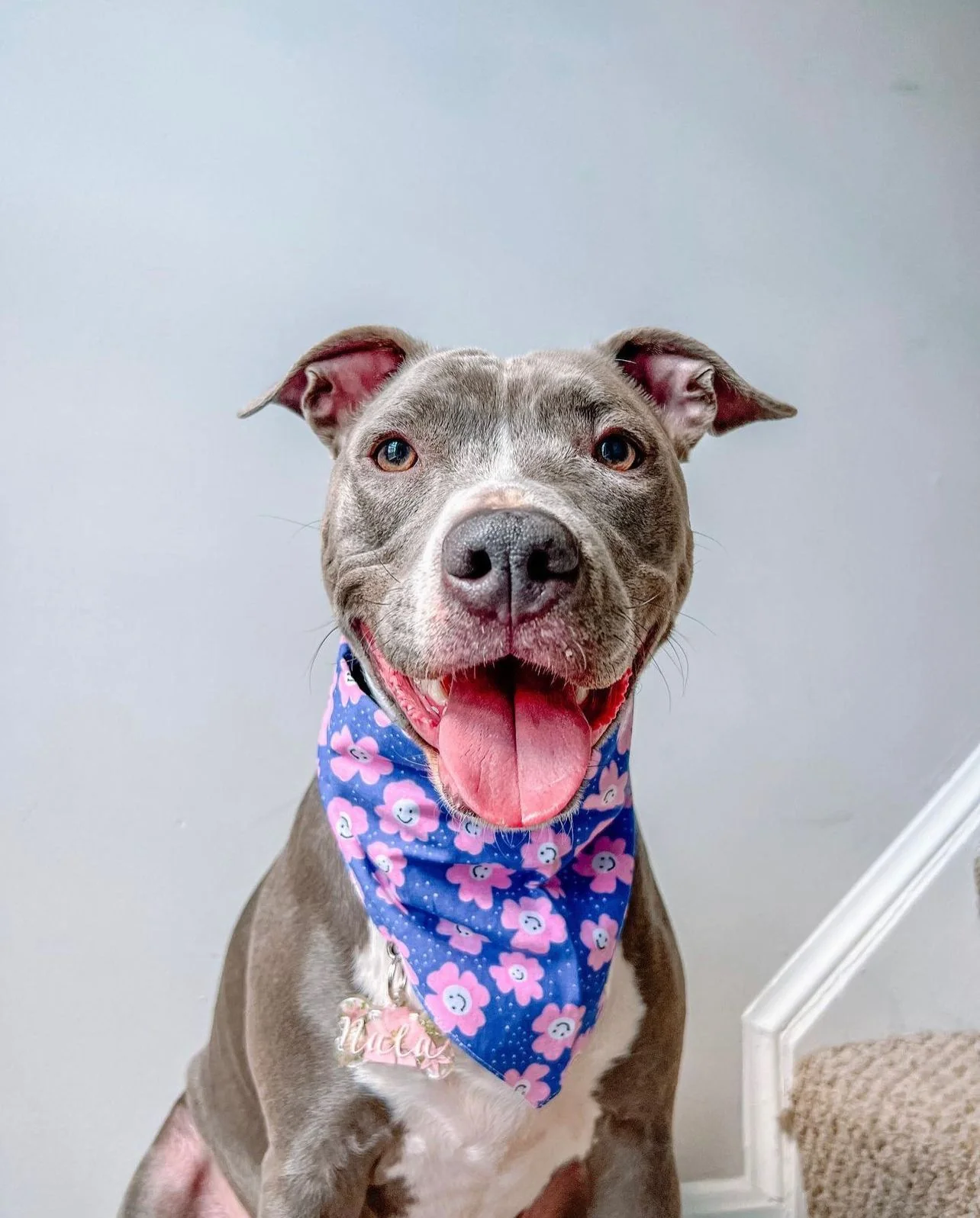 Bandana Collier chien - Motifs Fleurs roses et violettes