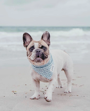 Collier Bandana pour chien - Motifs vagues aux couleurs bleues et blanches