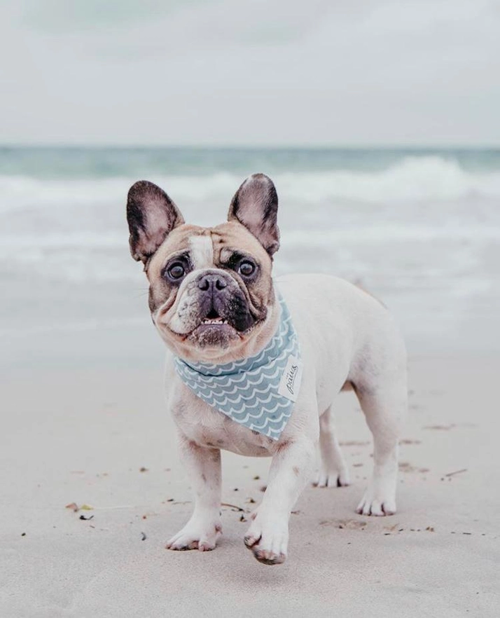 Collier Bandana pour chien - Motifs vagues aux couleurs bleues et blanches