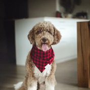 Bandana chiot - Carreaux rouges et noirs