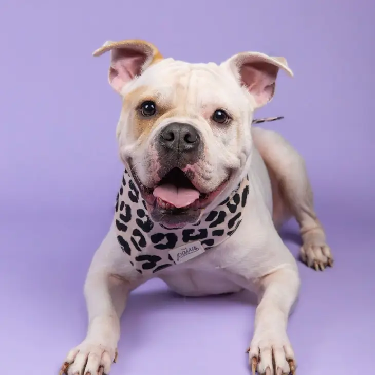 Bandana Collier pour chien - Motifs Jungle effet Guépard