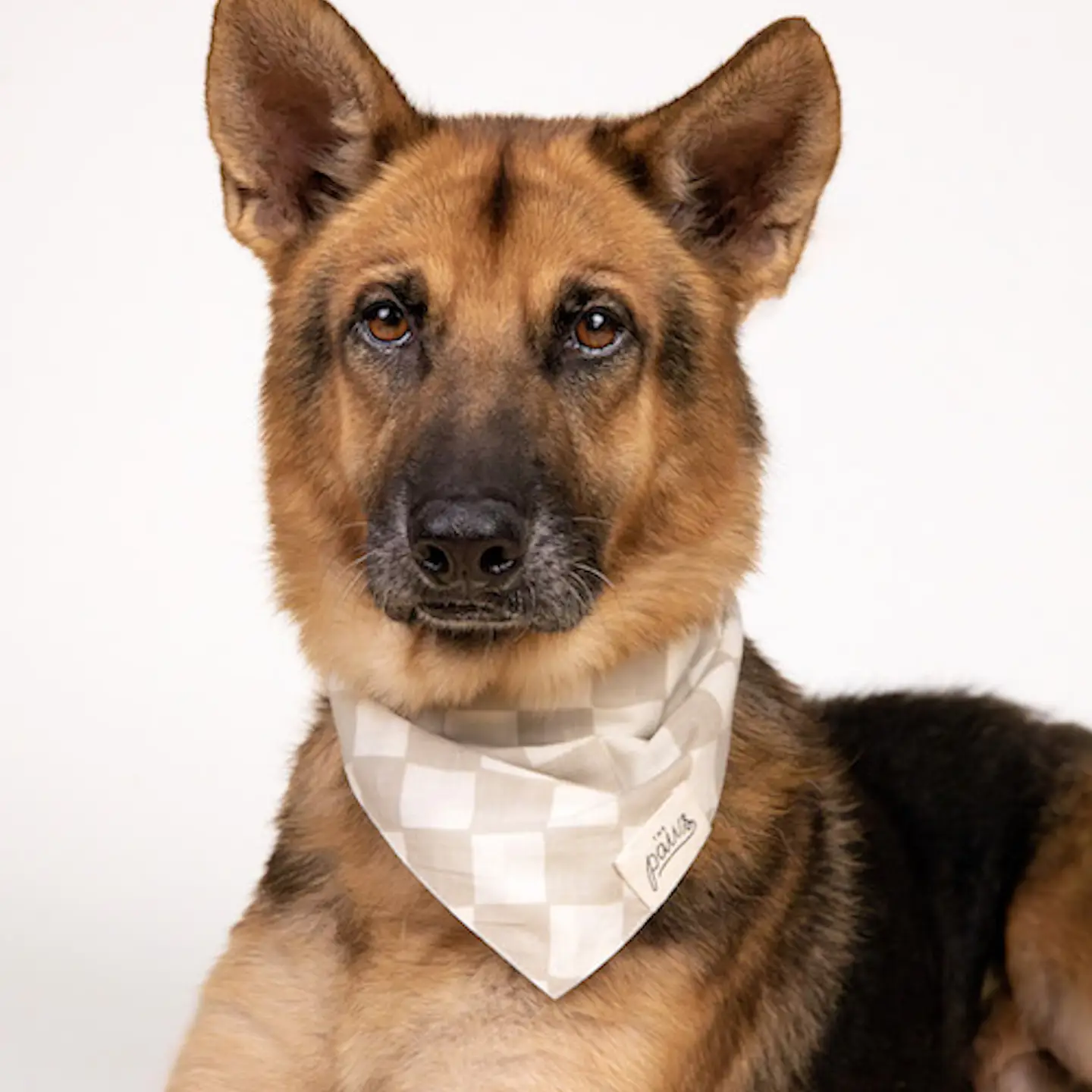 bandana-pour-chiens-damier-beige-2.png