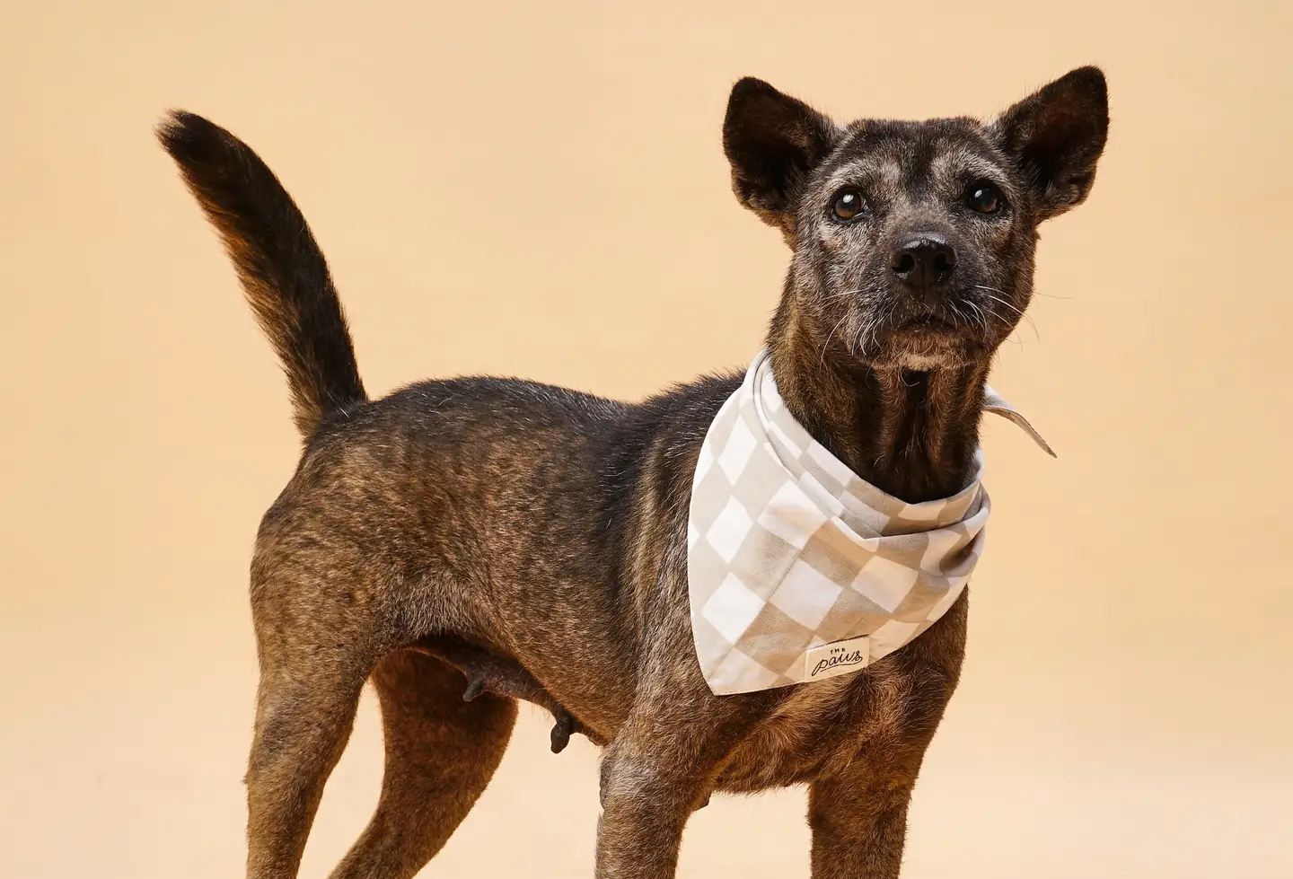Bandana pour chien - Damier beige