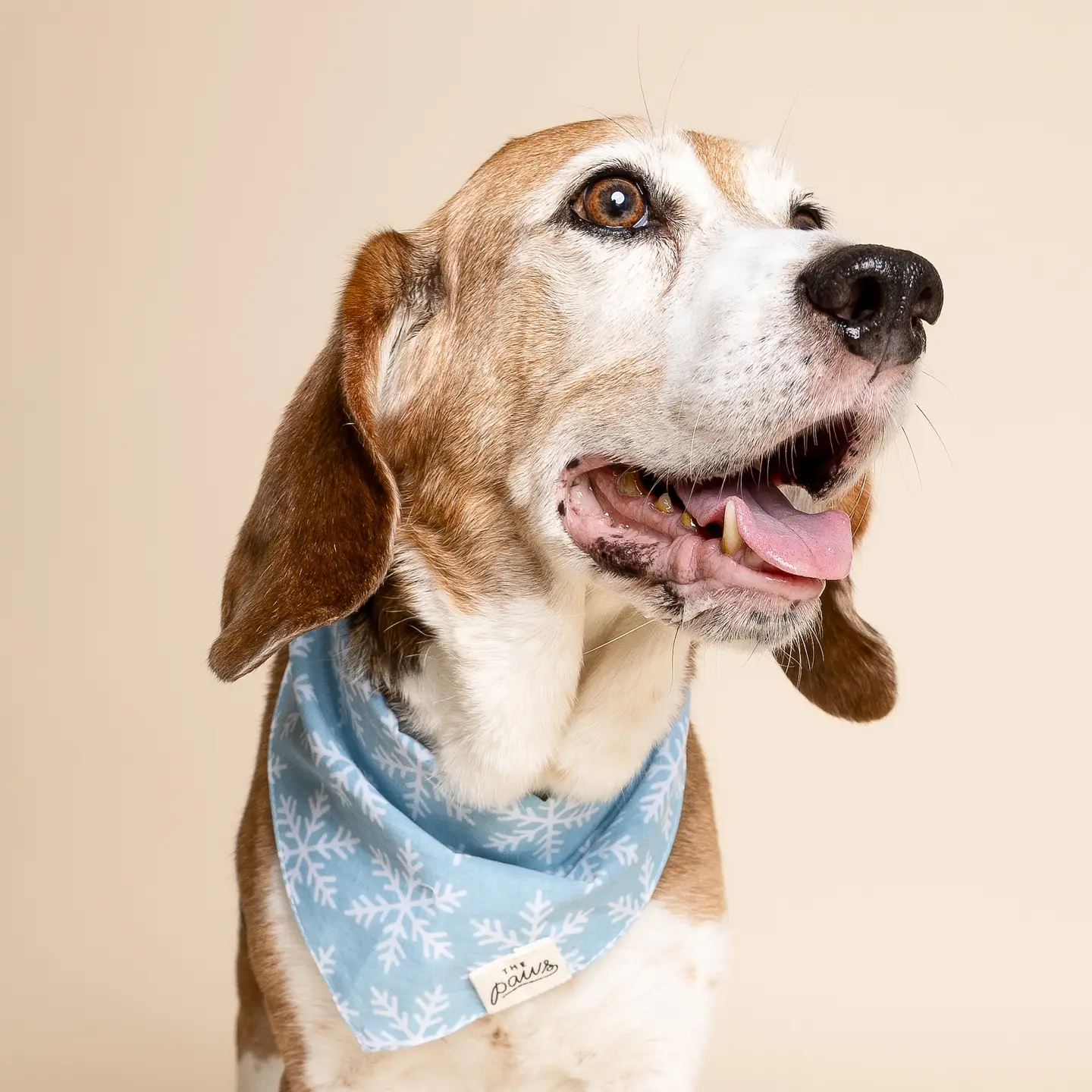 bandana-pour-chiens-flocons-de-neige-2.png