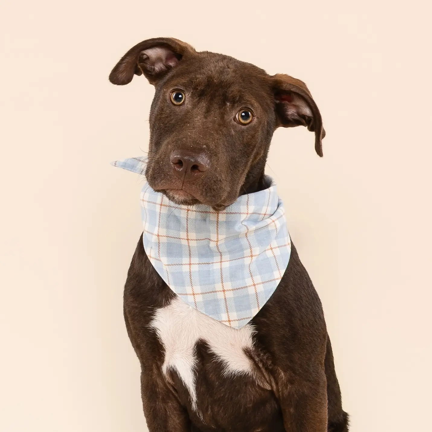 bandana-pour-chiens-harlowe-2.png