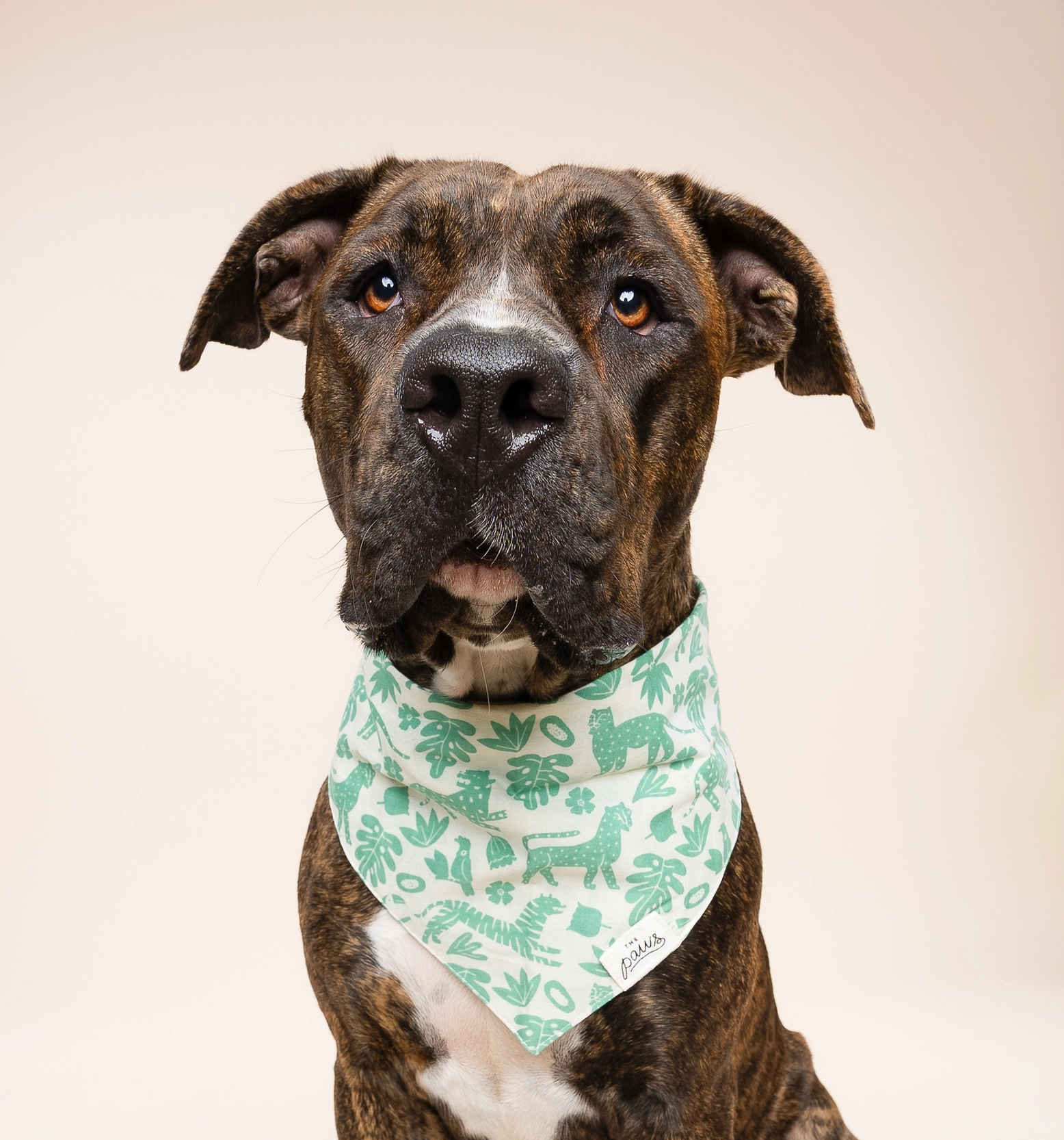 bandana-pour-chiens-sauvage-3.png