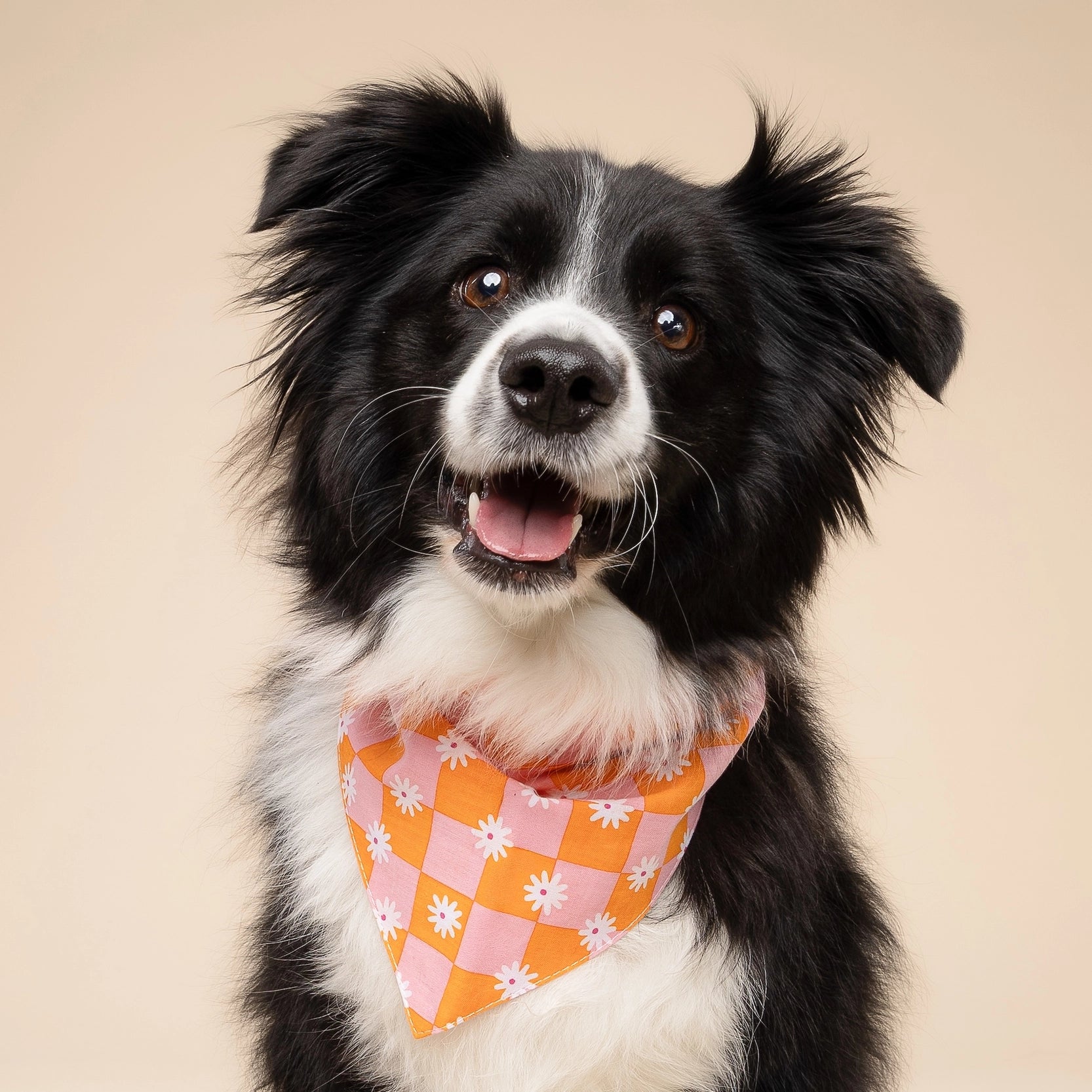 Bandana pour chien - Hula