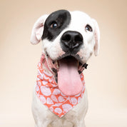Bandana pour chien - Coquillage