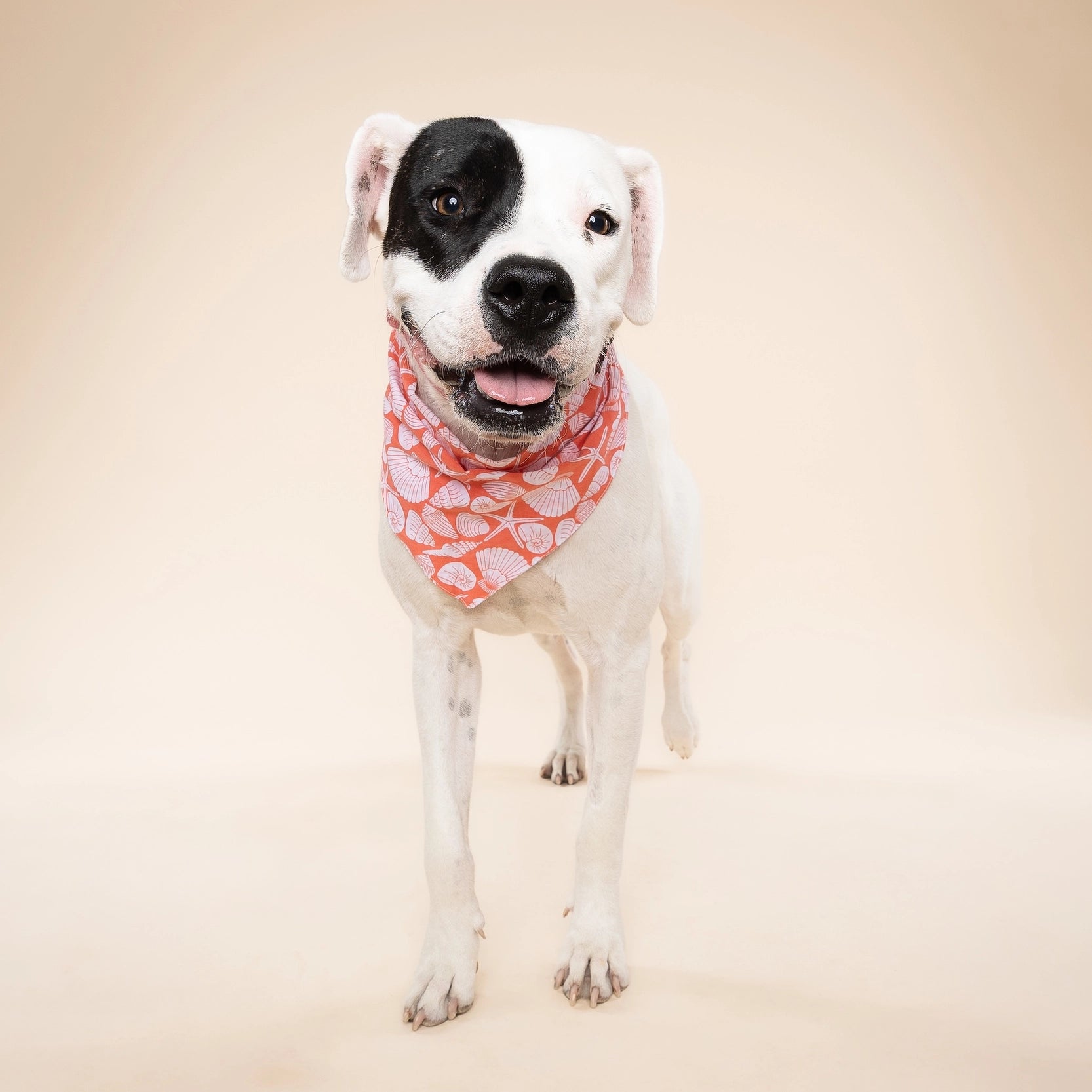 Bandana pour chien - Coquillage