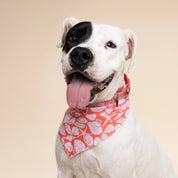 Bandana pour chien - Coquillage