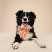Bandana pour chien - Hula
