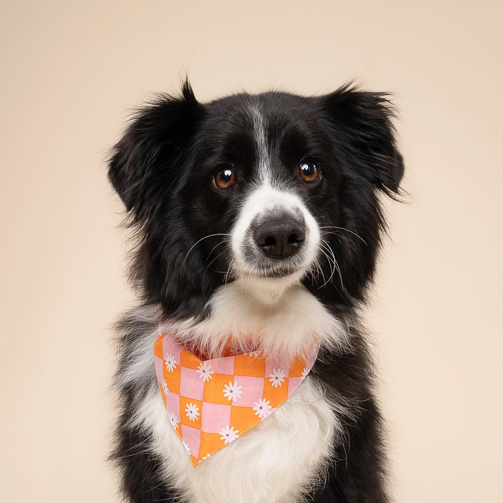 Bandana pour chien - Hula