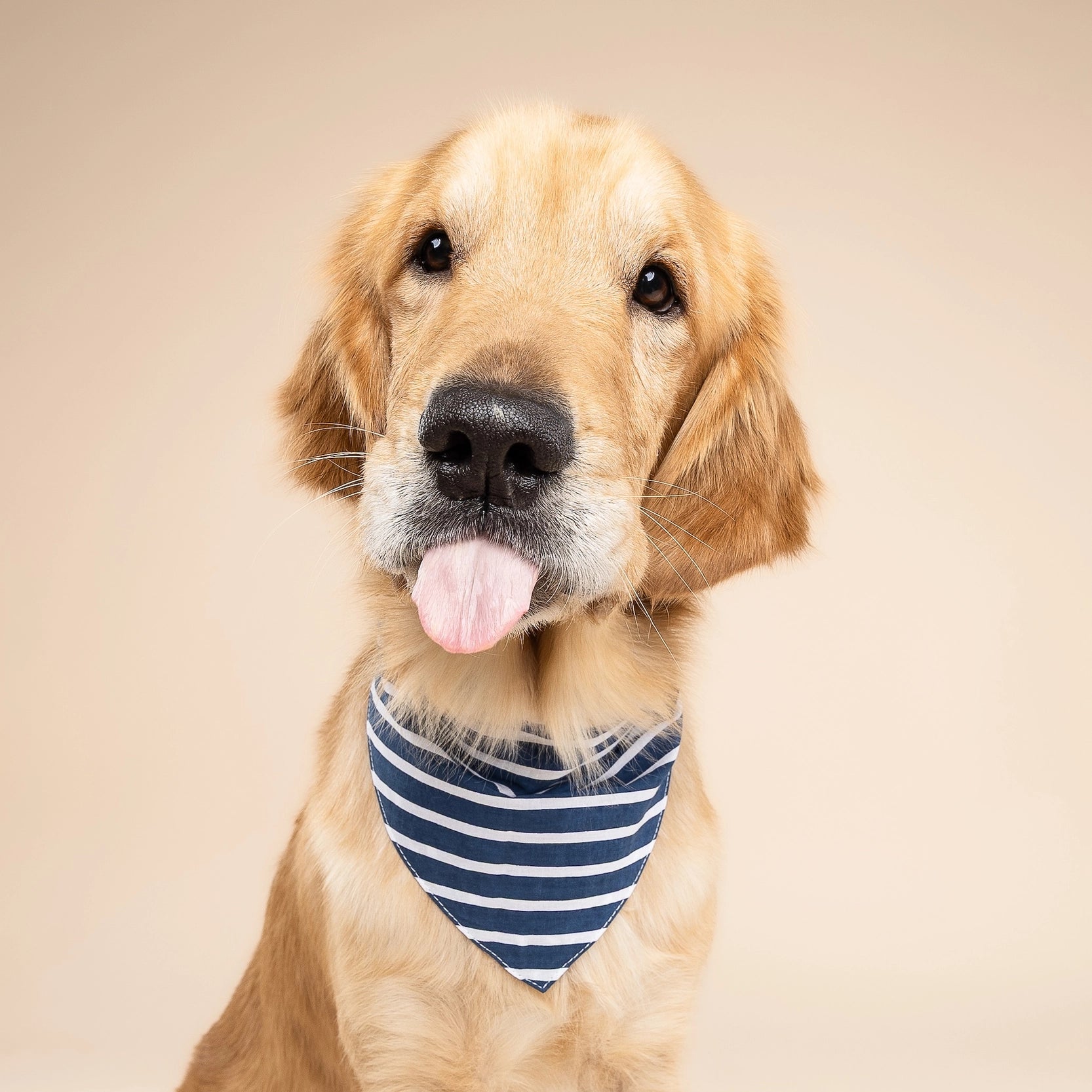 Bandana pour chien - Marinière