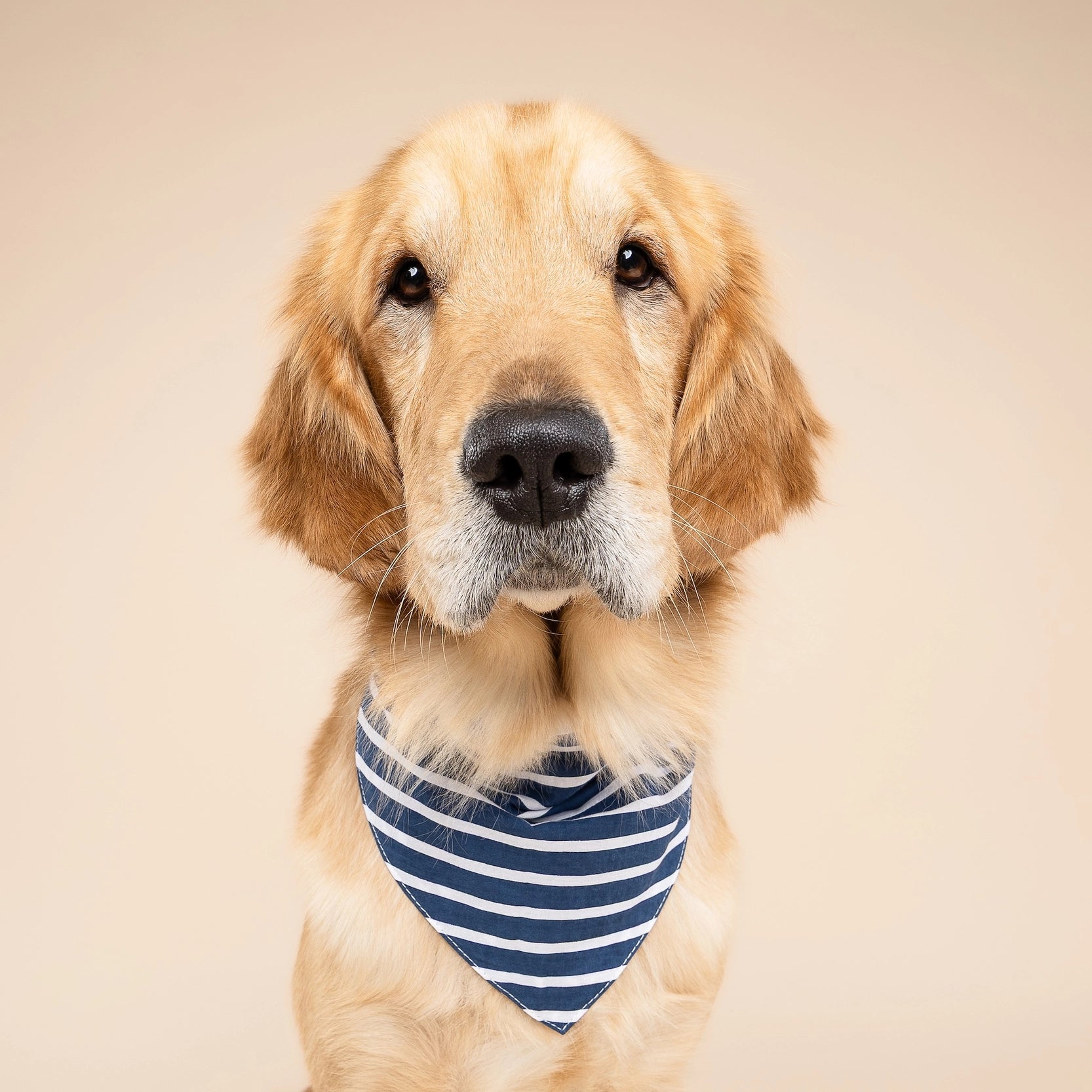 Bandana pour chien - Marinière