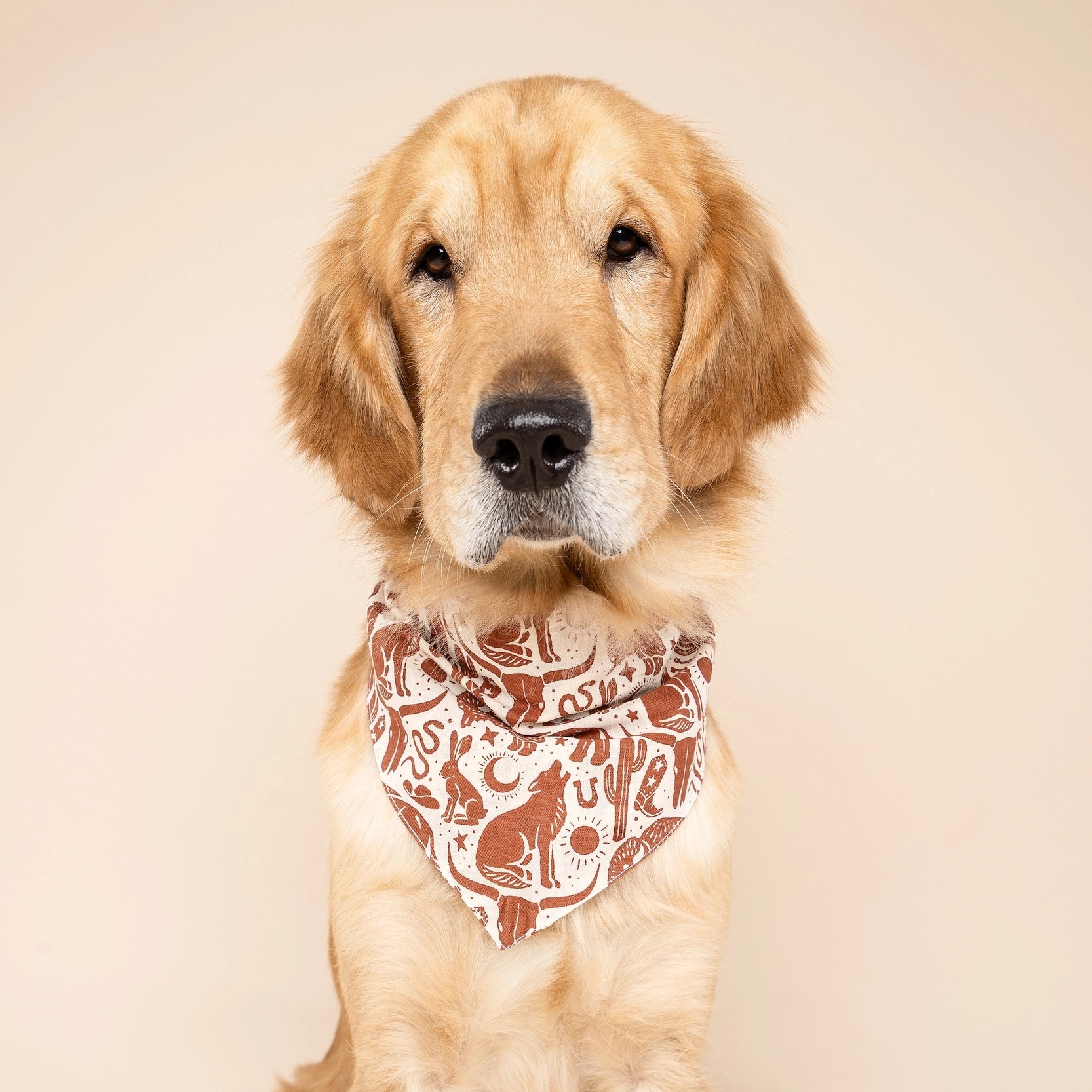 bandanasauvagemarron2.webp