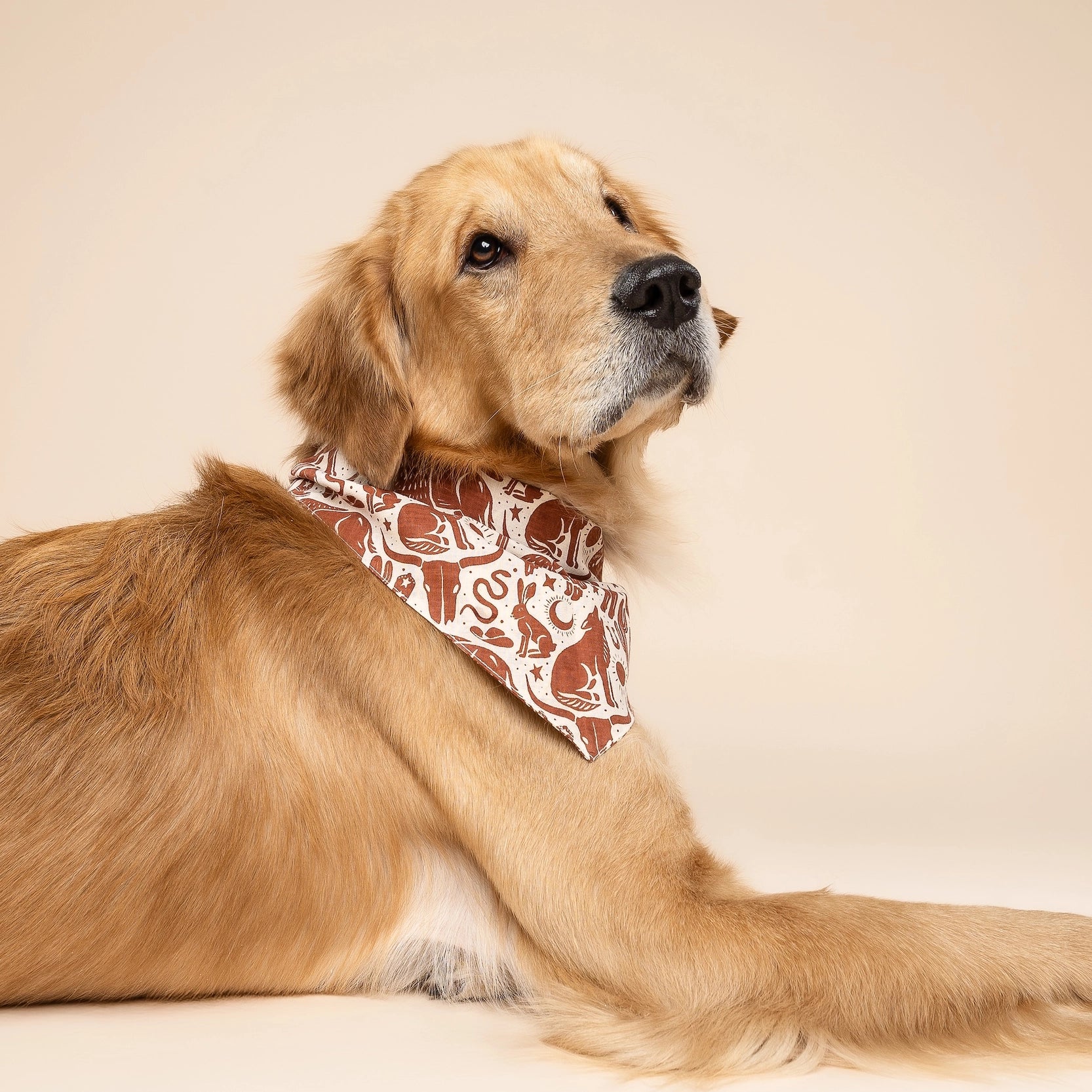 Bandana pour chien - Sauvage marron